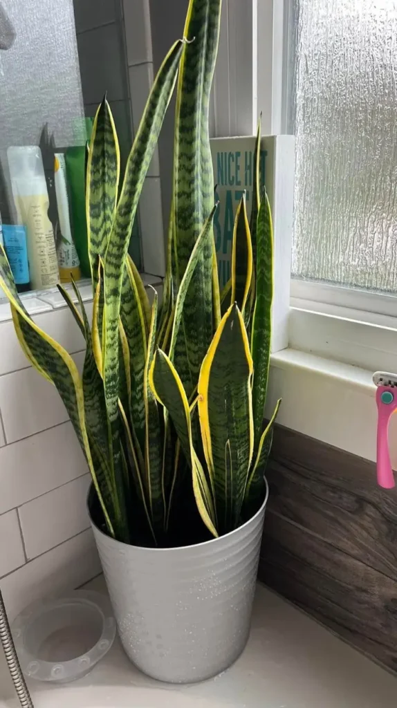 Bathroom Plants Decor Ideas 