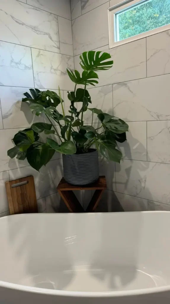 Bathroom Plants Decor Ideas 