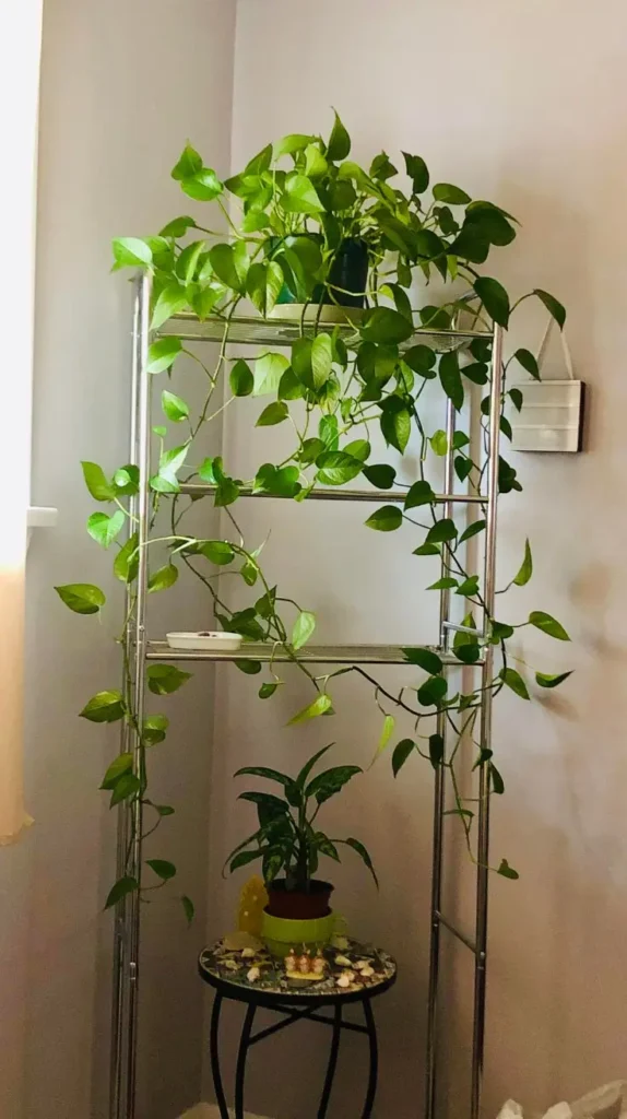 Bathroom Plants Decor Ideas