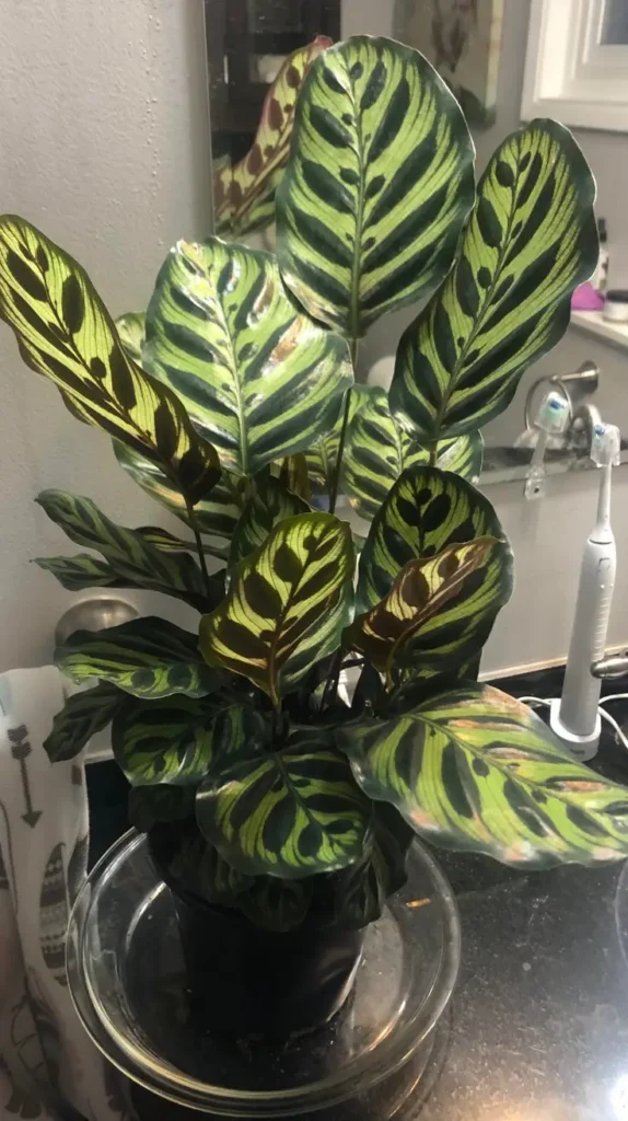Bathroom Plants Decor Ideas 