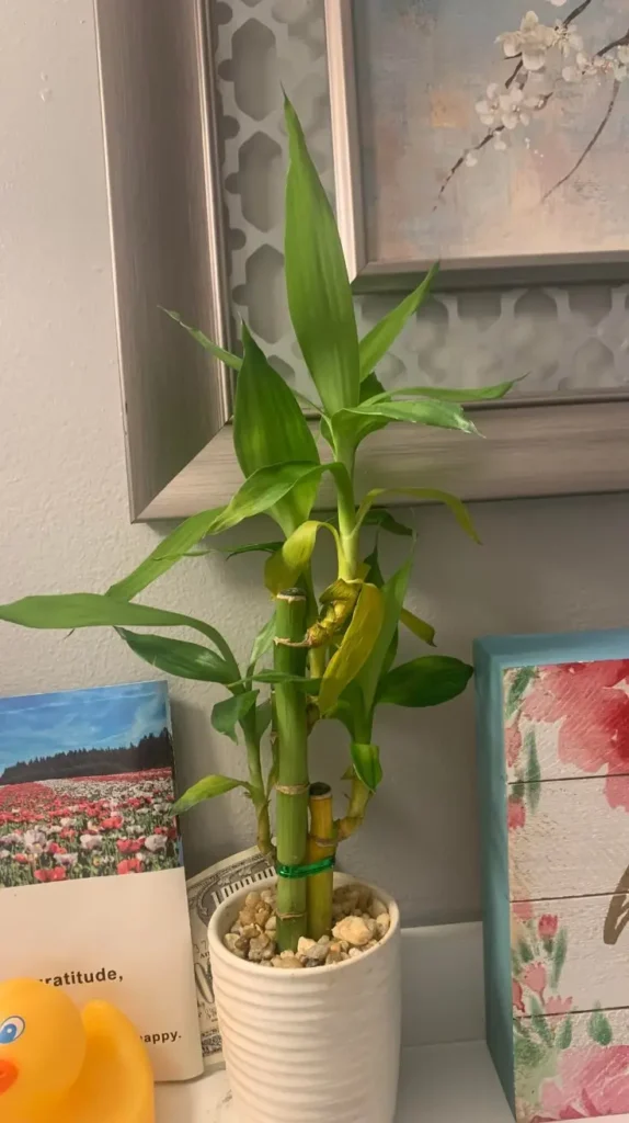 Bathroom Plants Decor Ideas