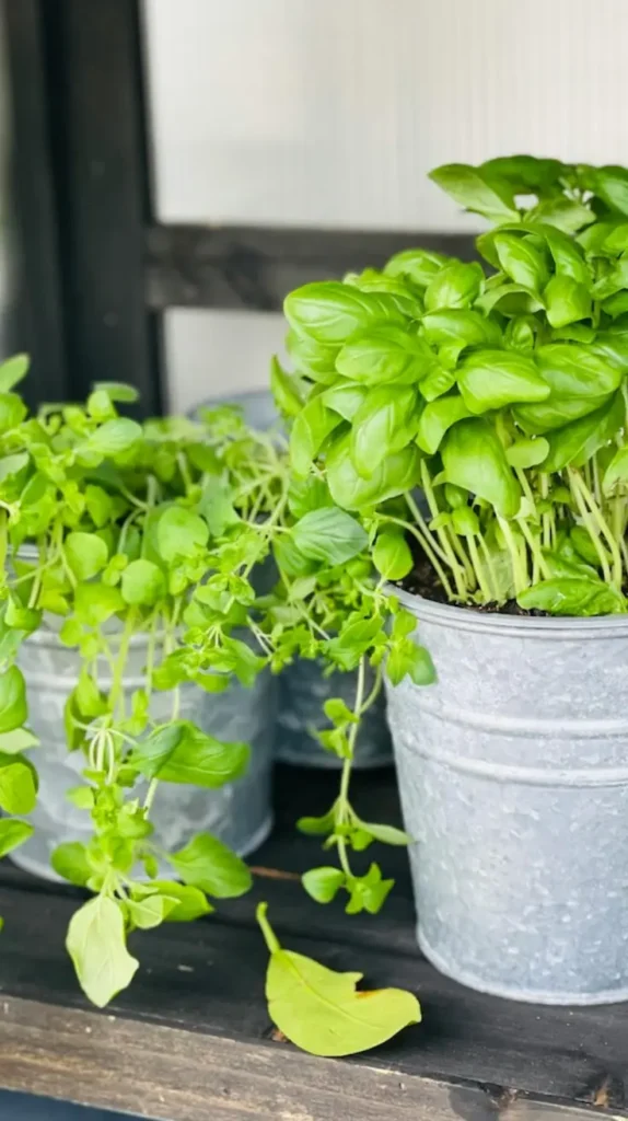 Bathroom Plants Decor Ideas 