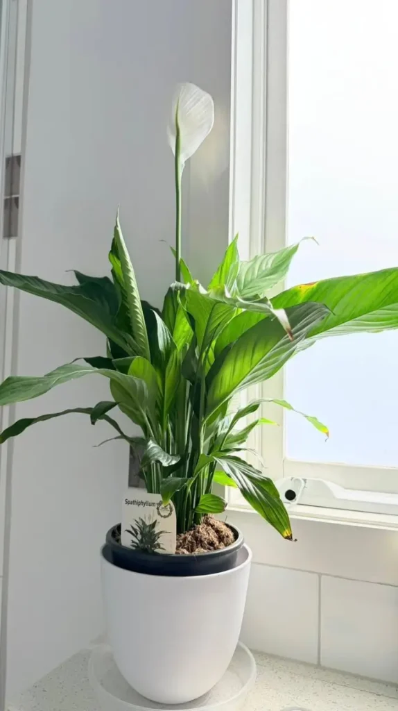 Bathroom Plants Decor Ideas