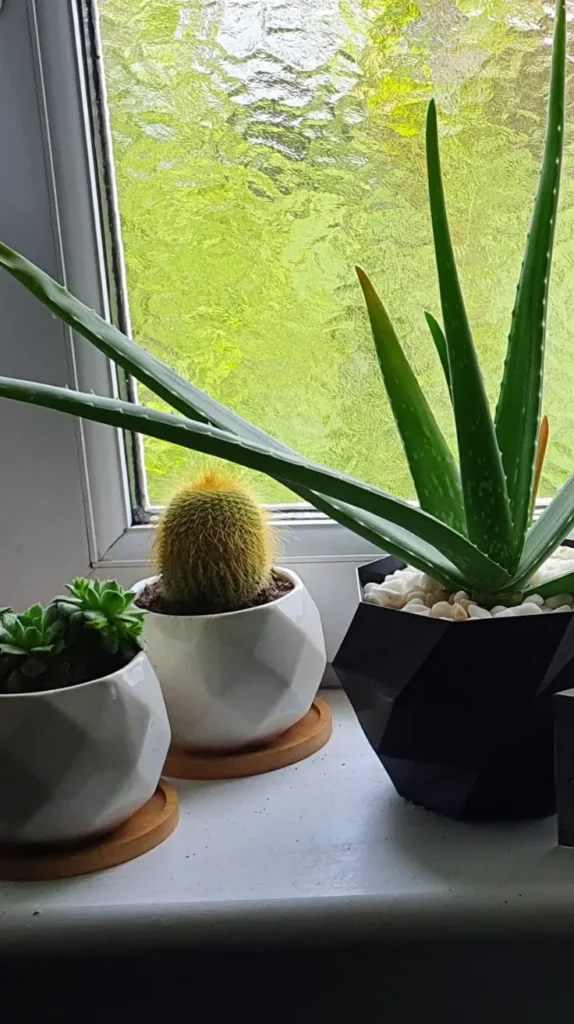 Bathroom Plants Decor Ideas 