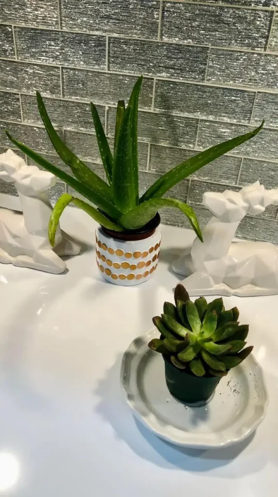 Bathroom Plants Decor Ideas