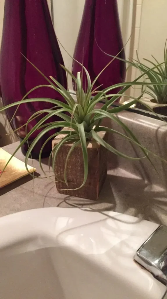 Bathroom Plants Decor Ideas