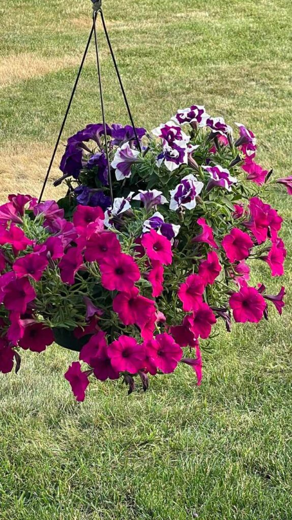 Stunning Outdoor Hanging Plants Ideas to Transform Your Patio and Garden