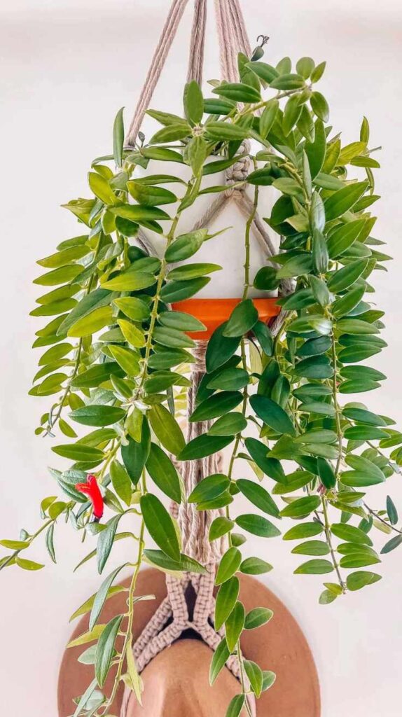 Stunning Outdoor Hanging Plants Ideas to Transform Your Patio and Garden