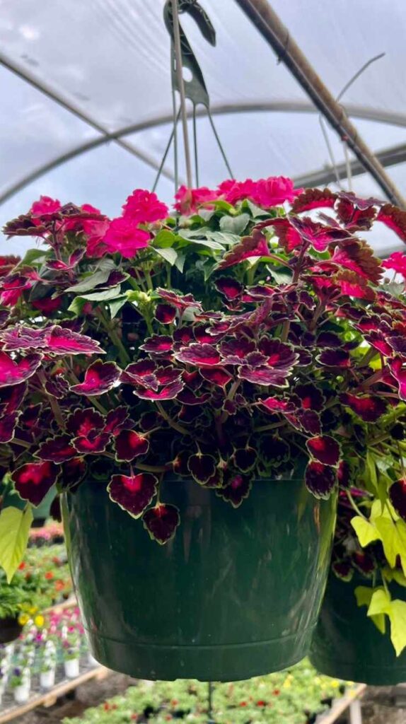 Stunning Outdoor Hanging Plants Ideas to Transform Your Patio and Garden