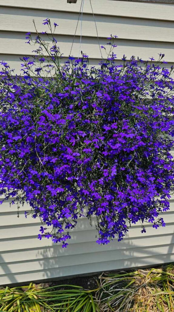 Stunning Outdoor Hanging Plants Ideas to Transform Your Patio and Garden