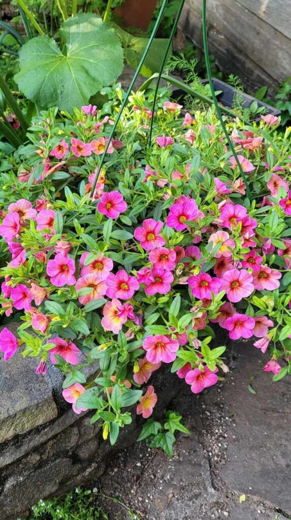 Stunning Outdoor Hanging Plants Ideas to Transform Your Patio and Garden