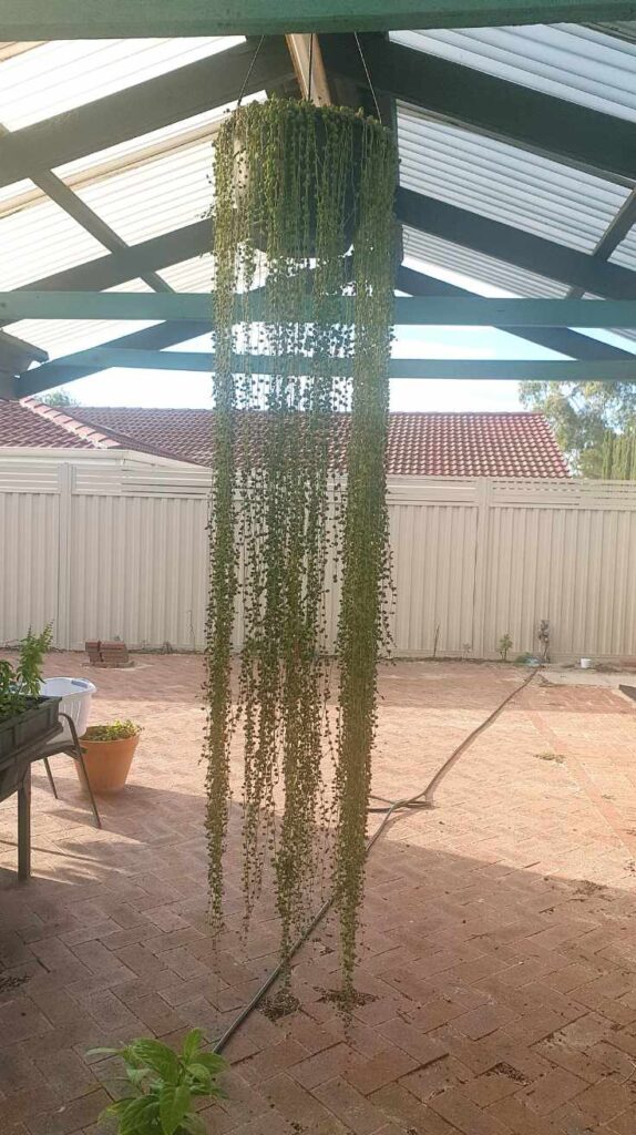 Stunning Outdoor Hanging Plants Ideas to Transform Your Patio and Garden