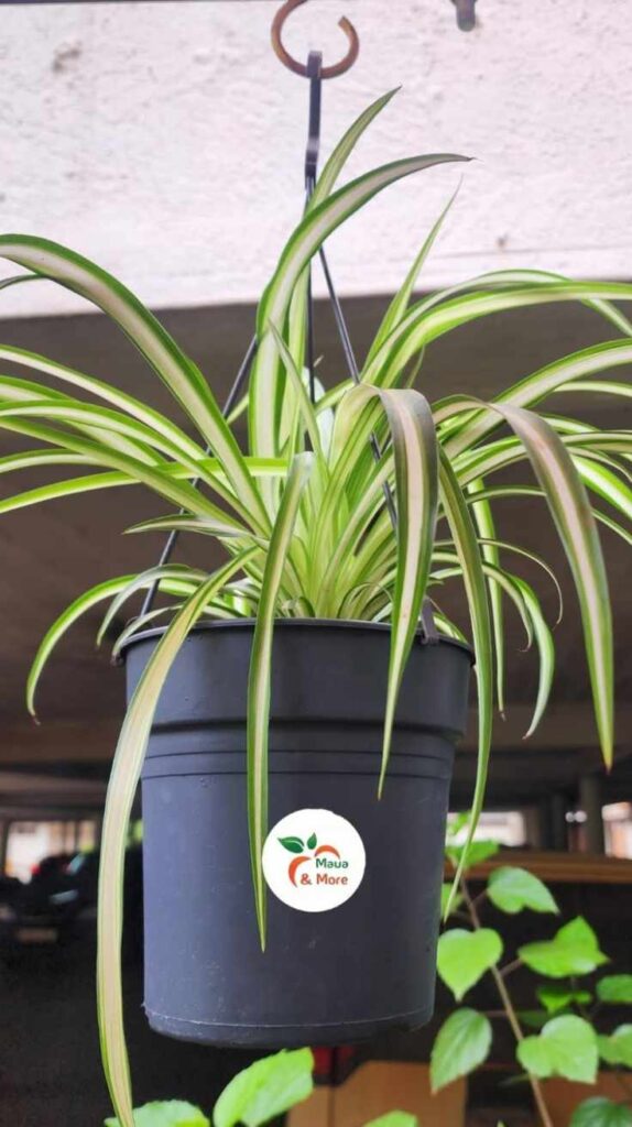 Stunning Outdoor Hanging Plants Ideas to Transform Your Patio and Garden