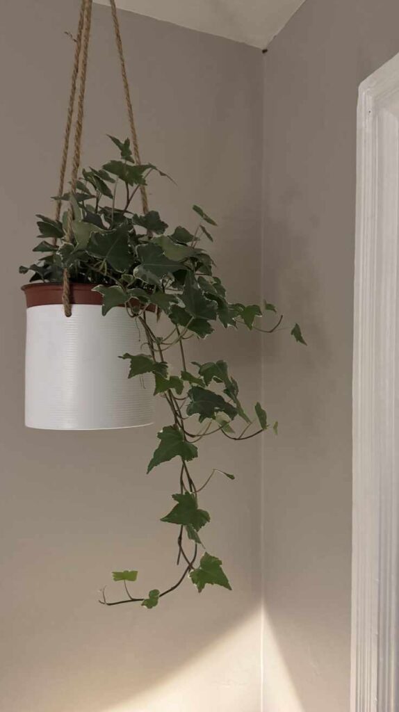 Stunning Outdoor Hanging Plants Ideas to Transform Your Patio and Garden