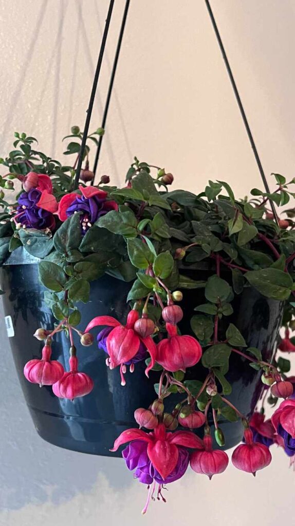 Stunning Outdoor Hanging Plants Ideas to Transform Your Patio and Garden