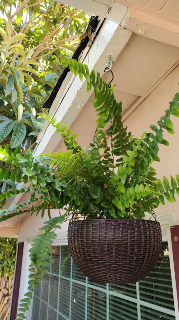 Stunning Outdoor Hanging Plants Ideas to Transform Your Patio and Garden