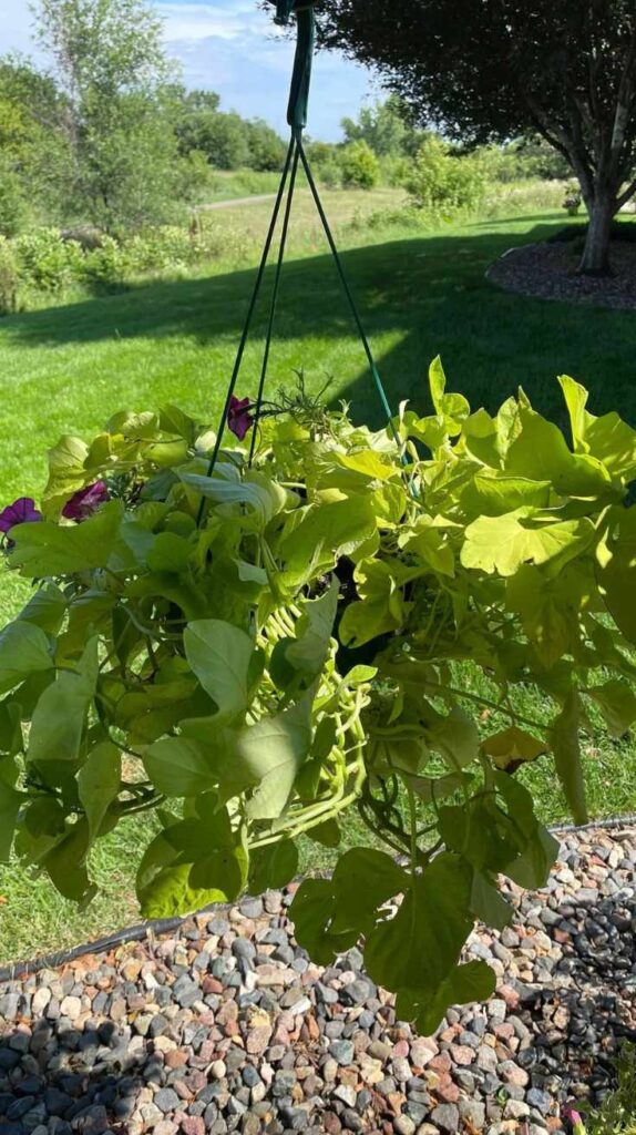 Stunning Outdoor Hanging Plants Ideas to Transform Your Patio and Garden