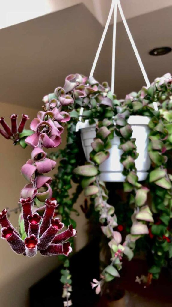 Stunning Outdoor Hanging Plants Ideas to Transform Your Patio and Garden