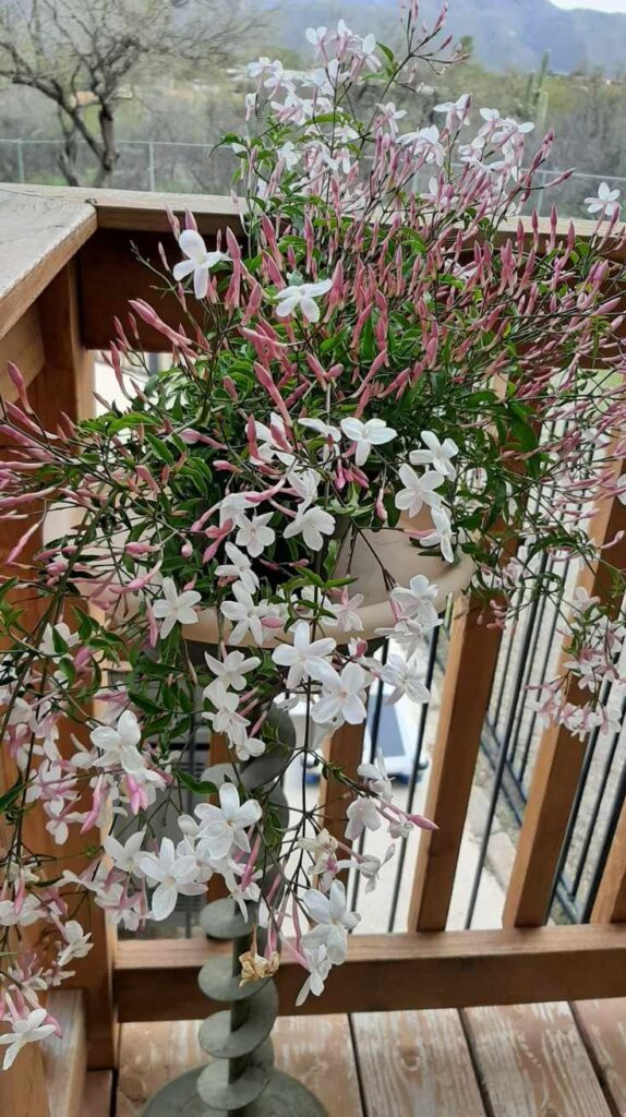 Stunning Outdoor Hanging Plants Ideas to Transform Your Patio and Garden