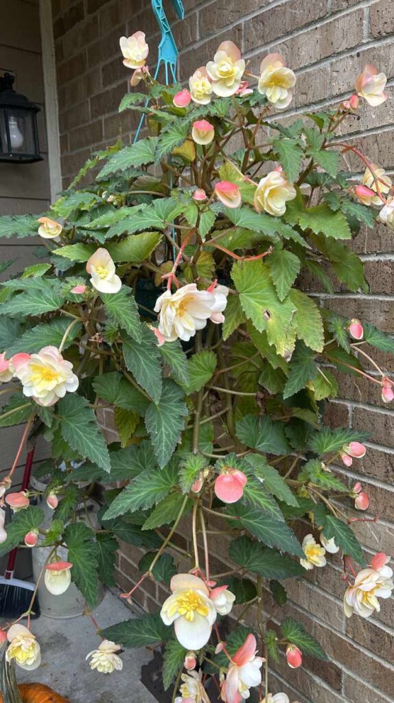 Stunning Outdoor Hanging Plants Ideas to Transform Your Patio and Garden