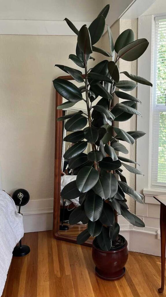 Bedroom Plant Ideas