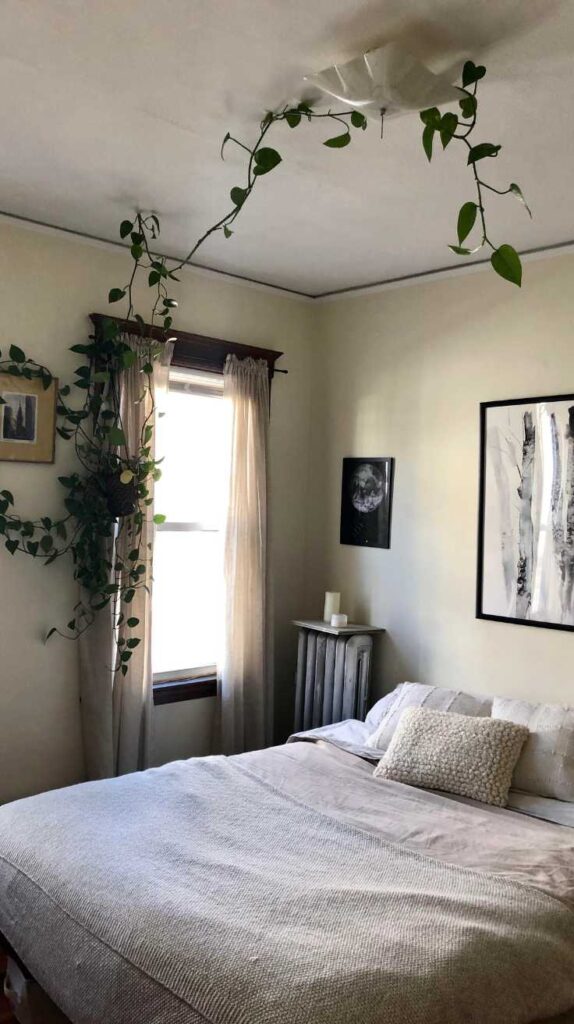 Bedroom Plant Ideas