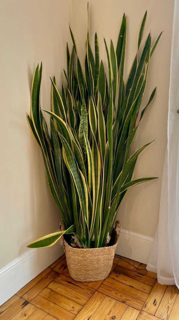 Bedroom Plant Ideas