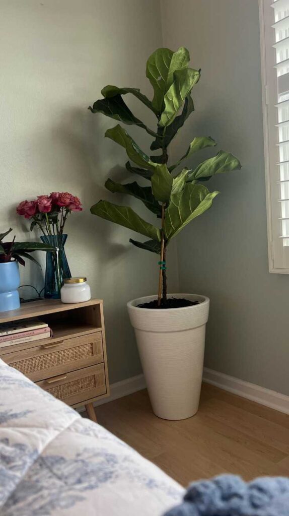 Bedroom Plant Ideas
