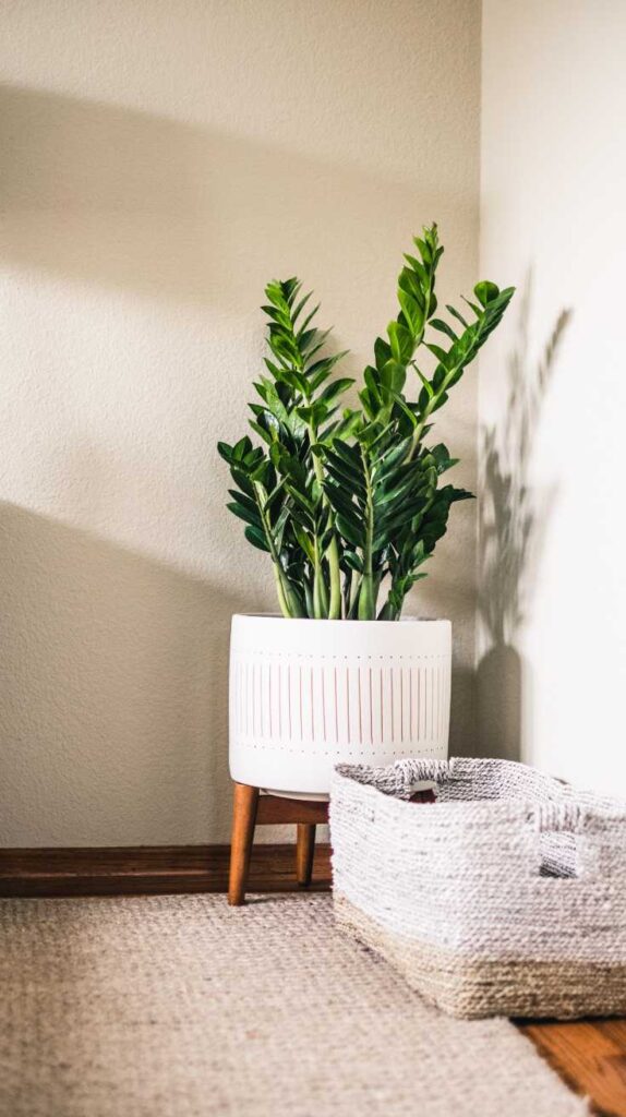 Bedroom Plant Ideas