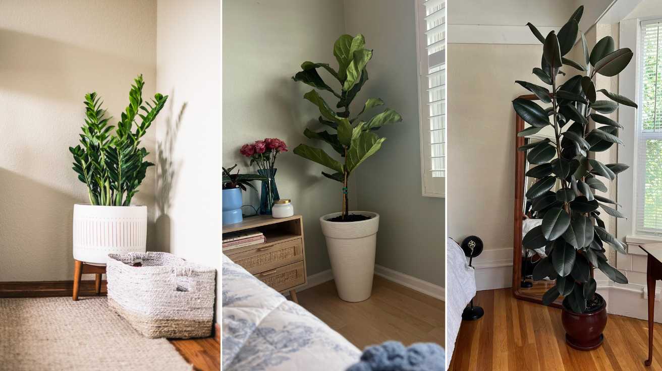 Bedroom Plant Ideas That Transform Your Space Into a Dreamy Retreat