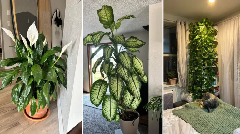 Best Low Light Indoor Plants for Bedrooms That Are Easy to Care For
