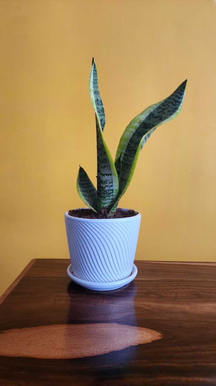 Snake Plants