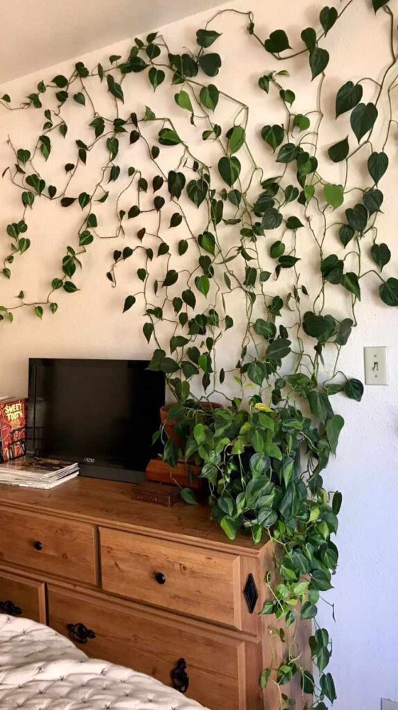 Low Light Indoor Plants for Bedrooms