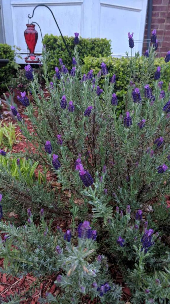 Outdoor Plants for Home That Instantly Transform Your Yard