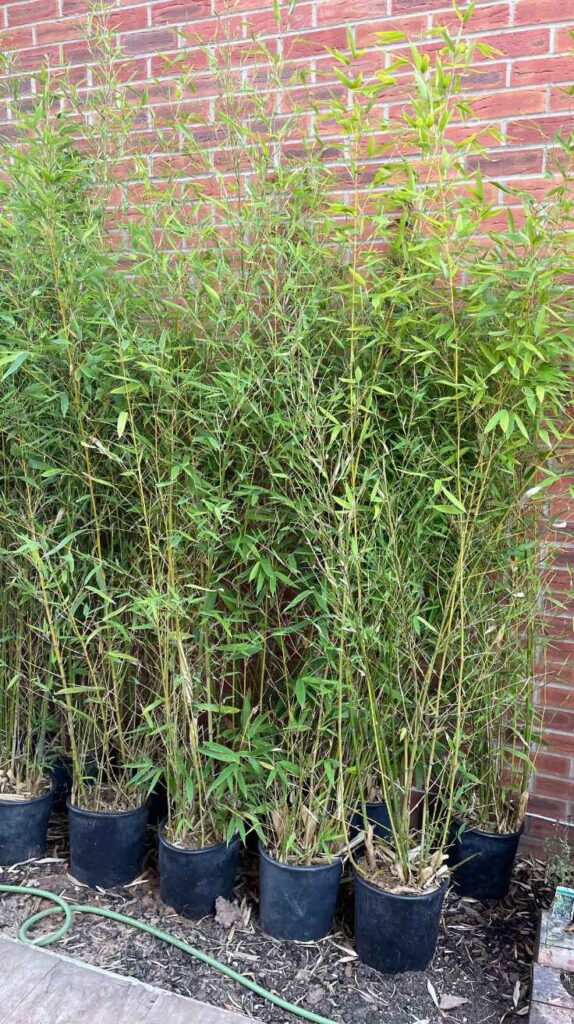 Outdoor Plants for Home That Instantly Transform Your Yard