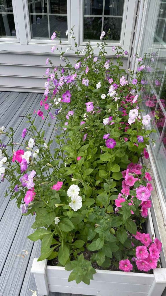 Outdoor Plants for Home That Instantly Transform Your Yard