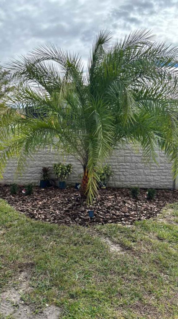 Outdoor Plants for Home That Instantly Transform Your Yard