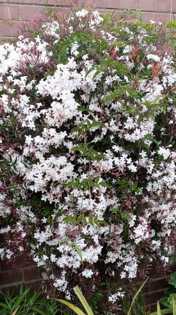 Outdoor Plants for Home That Instantly Transform Your Yard