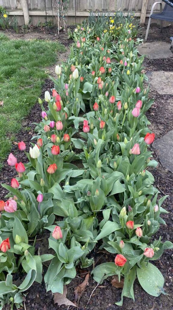 Outdoor Plants for Home That Instantly Transform Your Yard