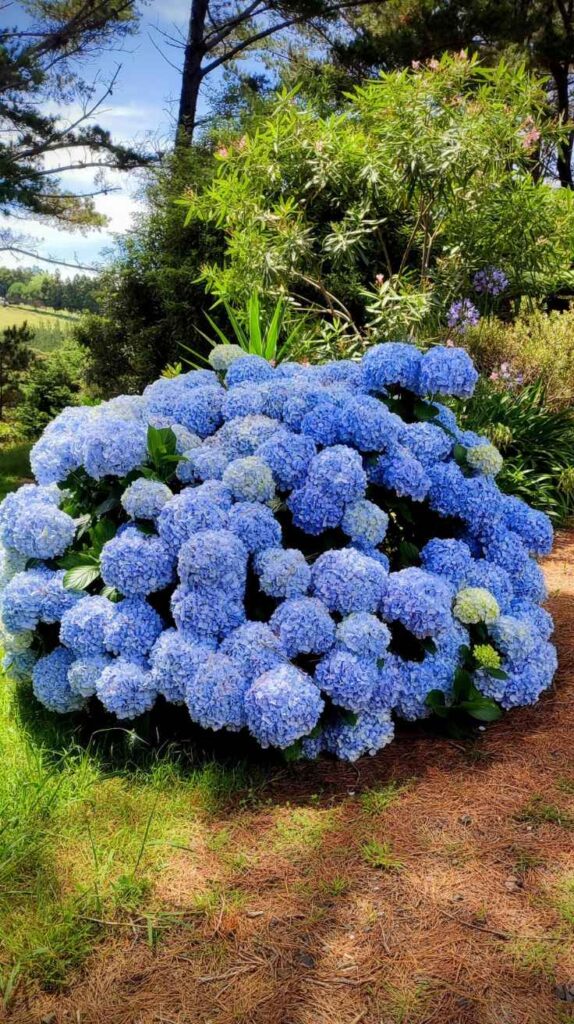 Outdoor Plants for Home That Instantly Transform Your Yard