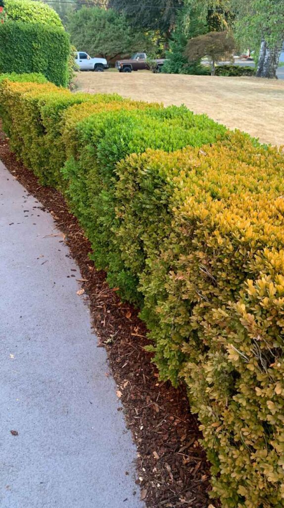 Outdoor Plants for Home That Instantly Transform Your Yard