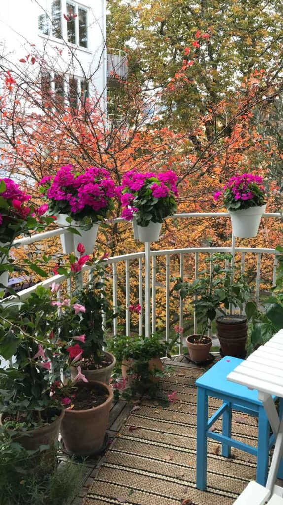 Outdoor Plants for Home That Instantly Transform Your Yard