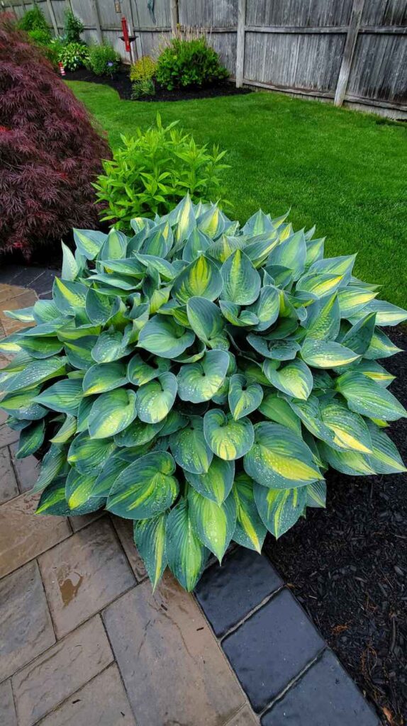 Outdoor Plants for Home That Instantly Transform Your Yard