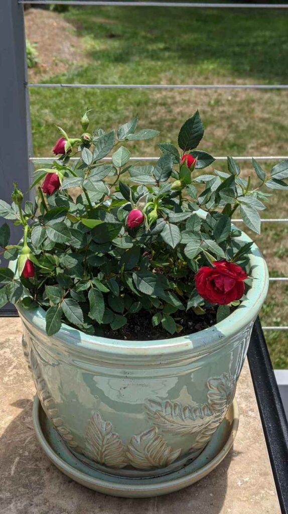 Outdoor Plants for Home That Instantly Transform Your Yard