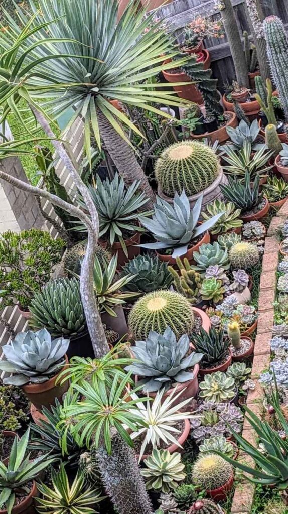 Outdoor Plants for Home That Instantly Transform Your Yard