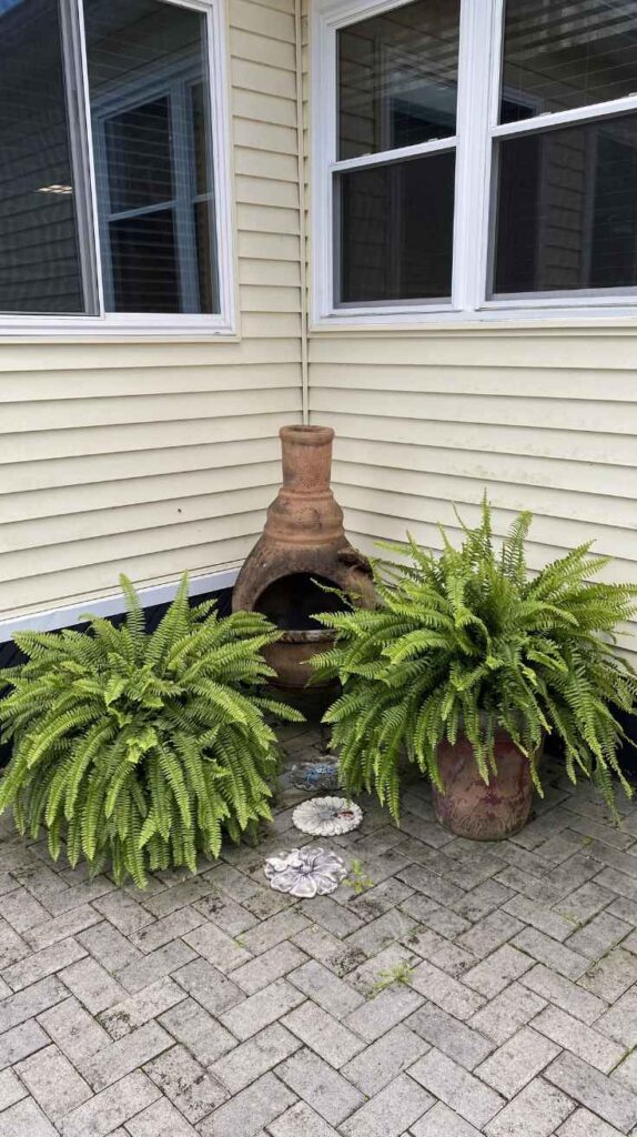 Outdoor Plants for Home That Instantly Transform Your Yard