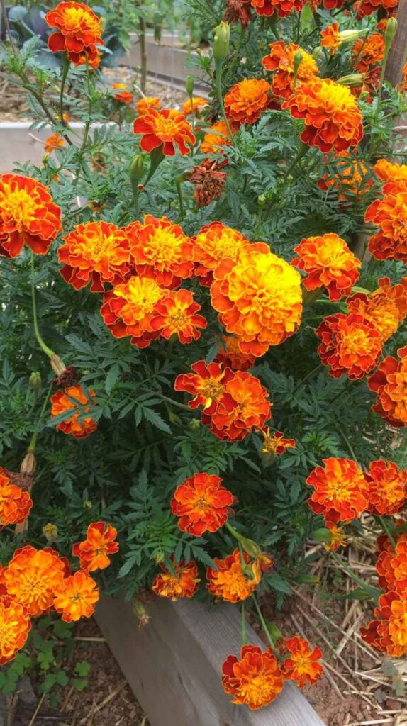 Outdoor Plants for Home That Instantly Transform Your Yard