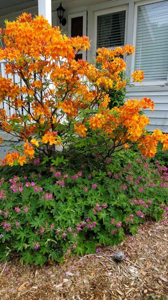 Outdoor Plants for Home That Instantly Transform Your Yard