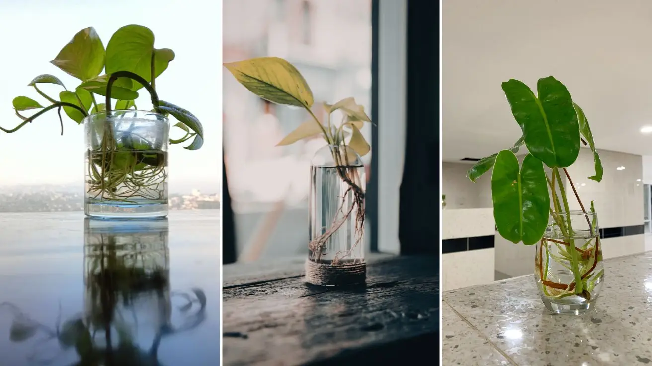 Propagating Plants in Water: A Simple Method