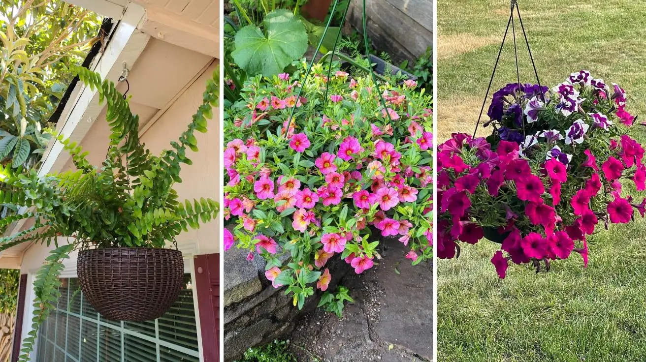 Stunning Outdoor Hanging Plants Ideas to Transform Your Patio and Garden